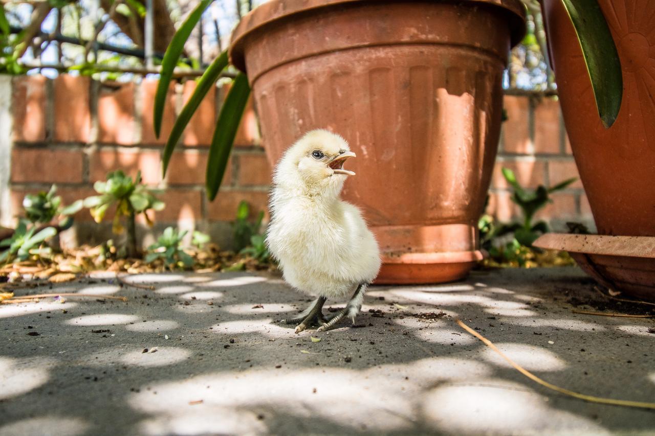 Il Gallo Con Gli Stivali Térmoli Exterior foto