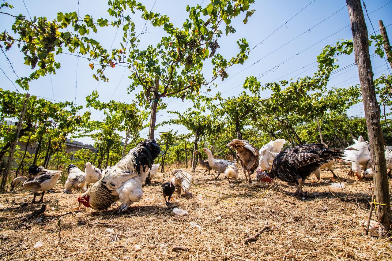 Il Gallo Con Gli Stivali Térmoli Exterior foto
