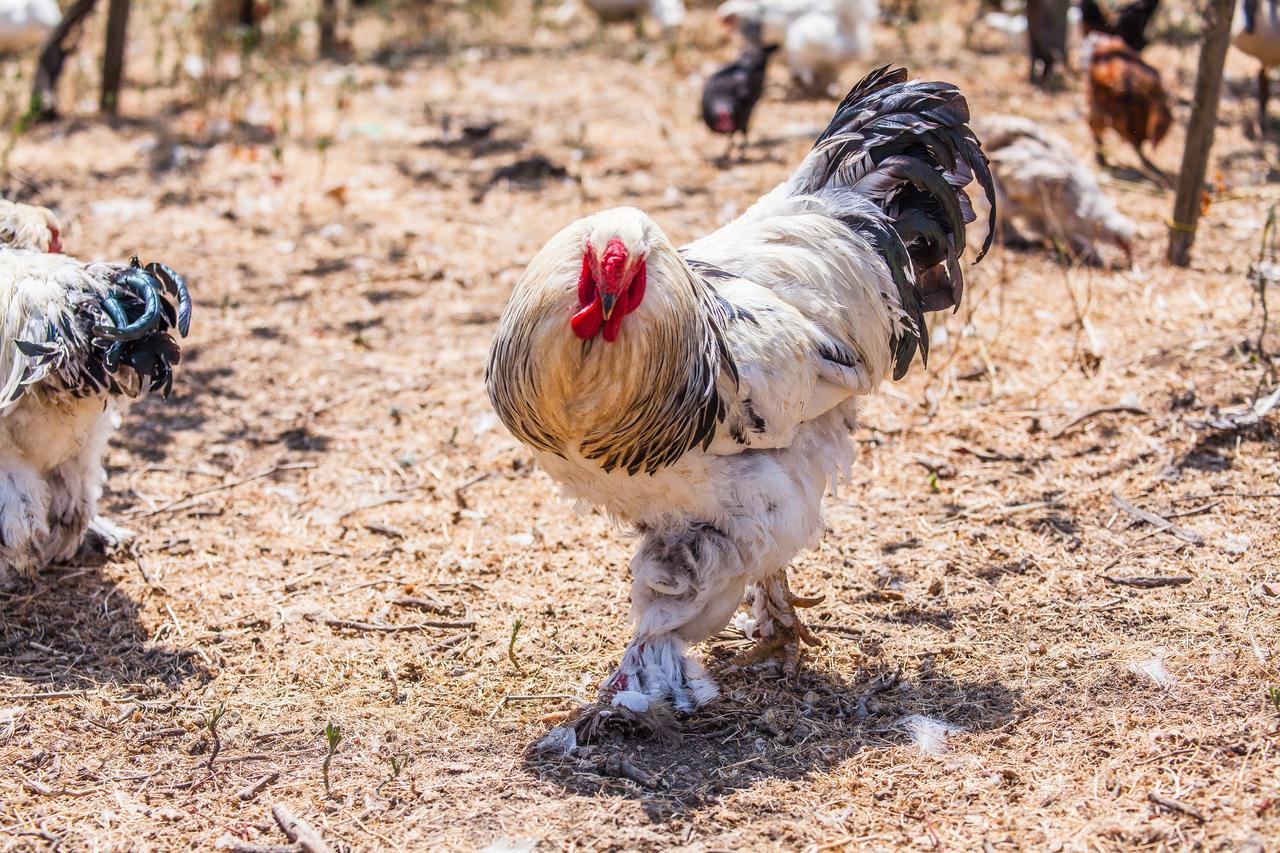Il Gallo Con Gli Stivali Térmoli Exterior foto