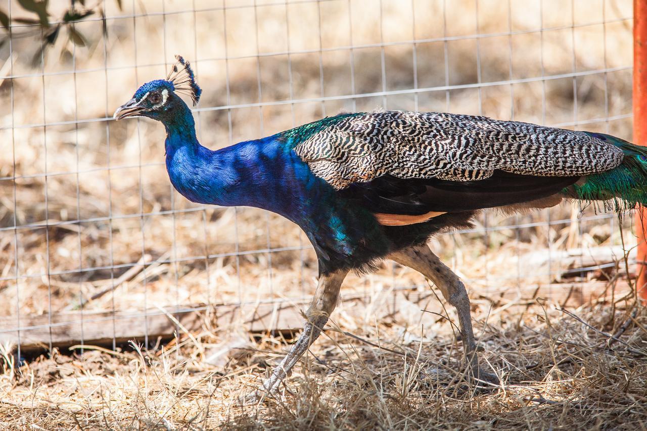 Il Gallo Con Gli Stivali Térmoli Exterior foto