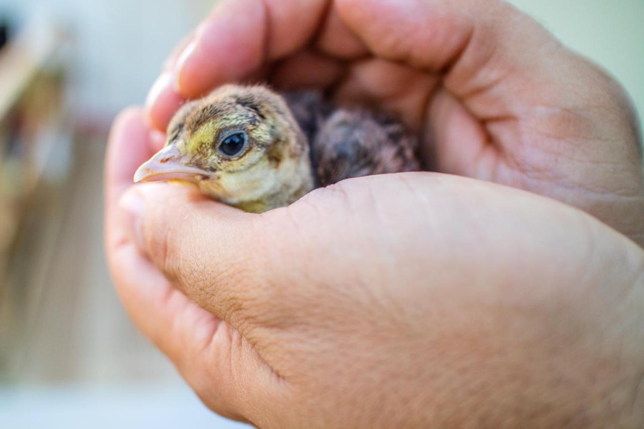 Il Gallo Con Gli Stivali Térmoli Exterior foto