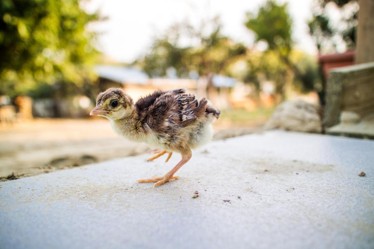 Il Gallo Con Gli Stivali Térmoli Exterior foto