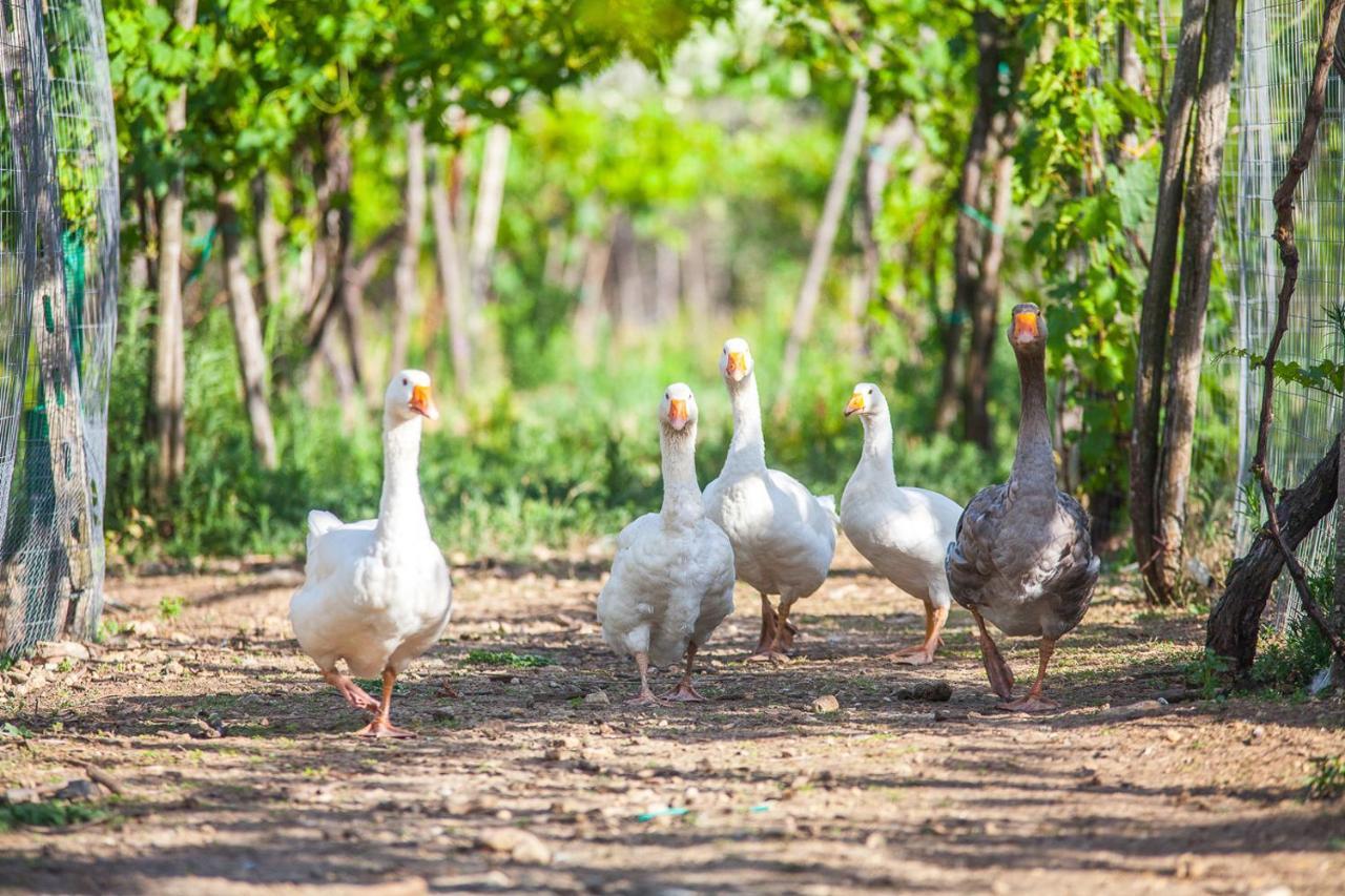 Il Gallo Con Gli Stivali Térmoli Exterior foto