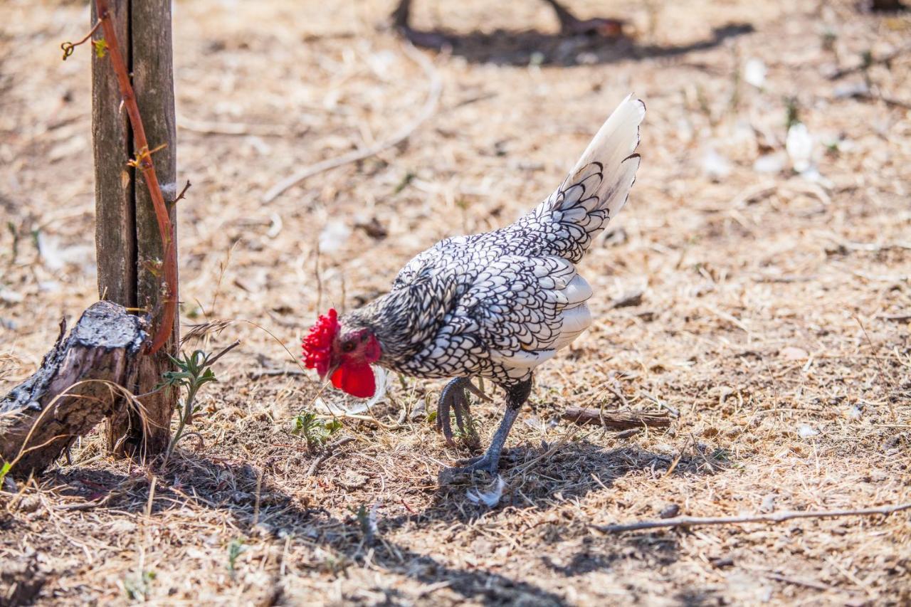 Il Gallo Con Gli Stivali Térmoli Exterior foto