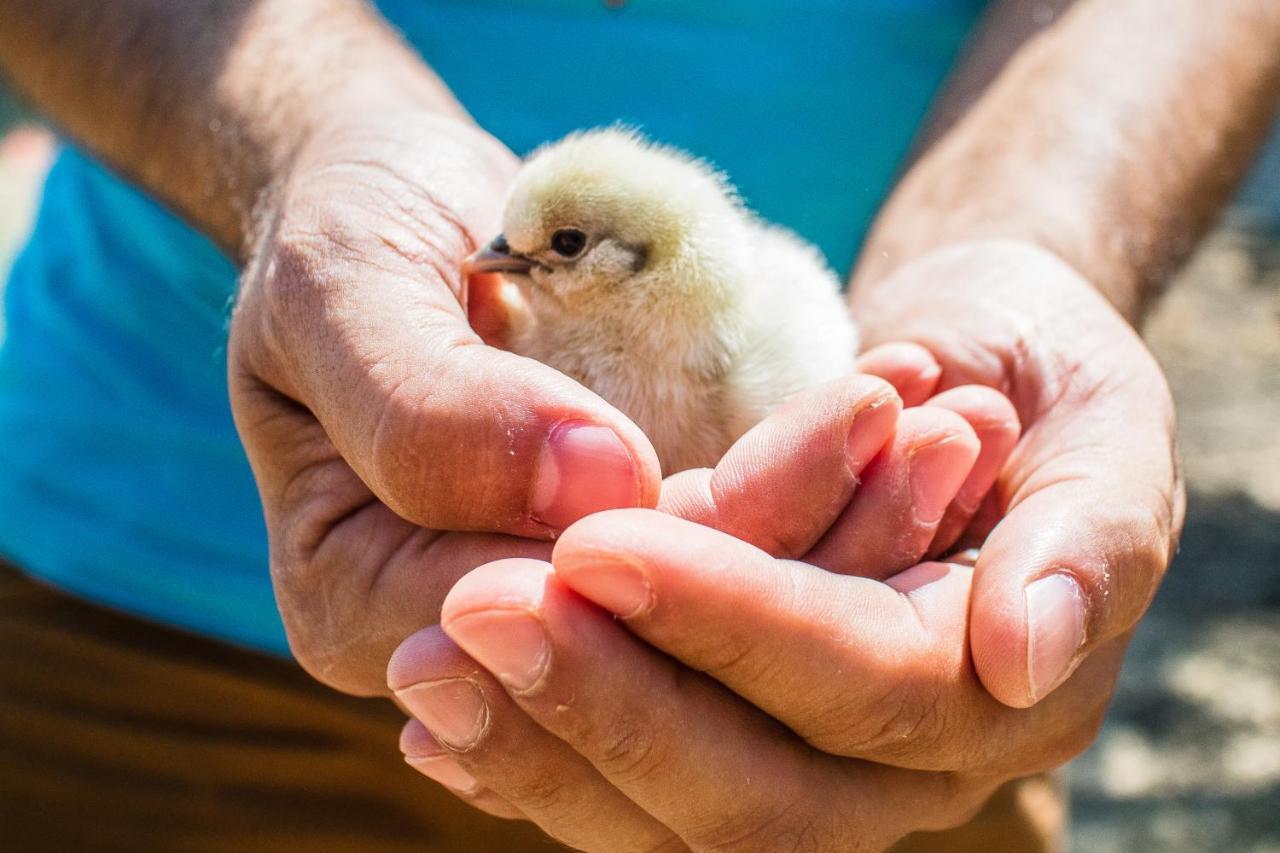 Il Gallo Con Gli Stivali Térmoli Exterior foto