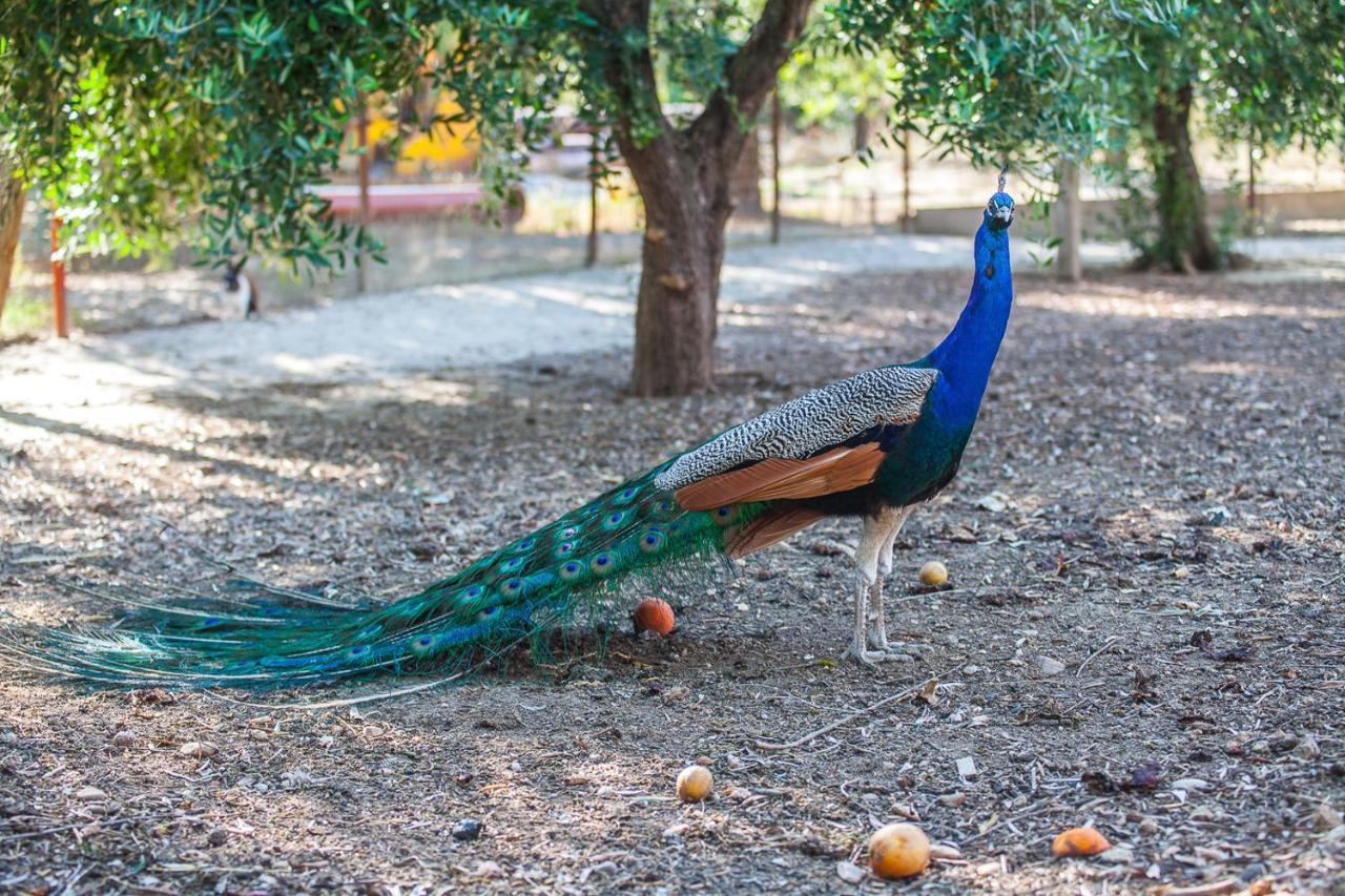 Il Gallo Con Gli Stivali Térmoli Exterior foto