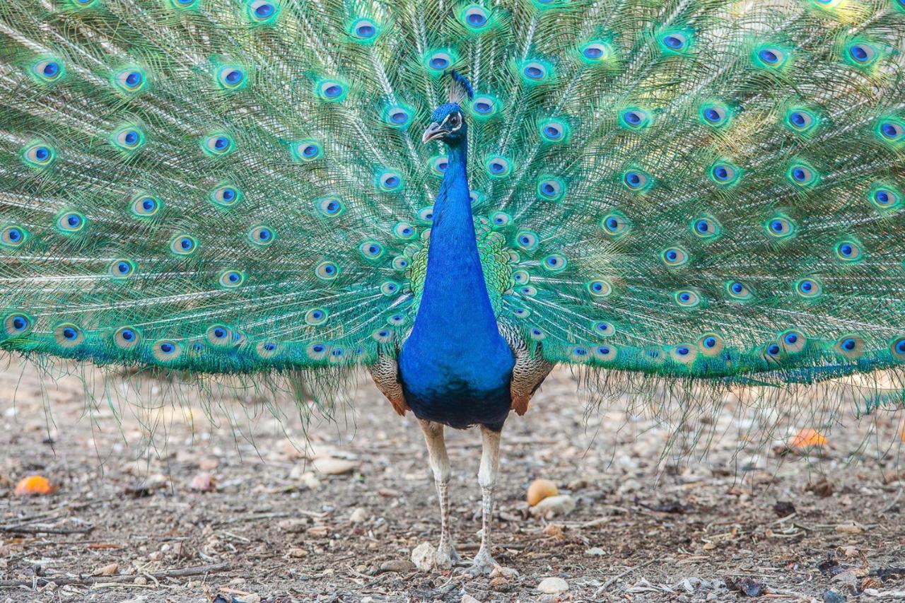 Il Gallo Con Gli Stivali Térmoli Exterior foto