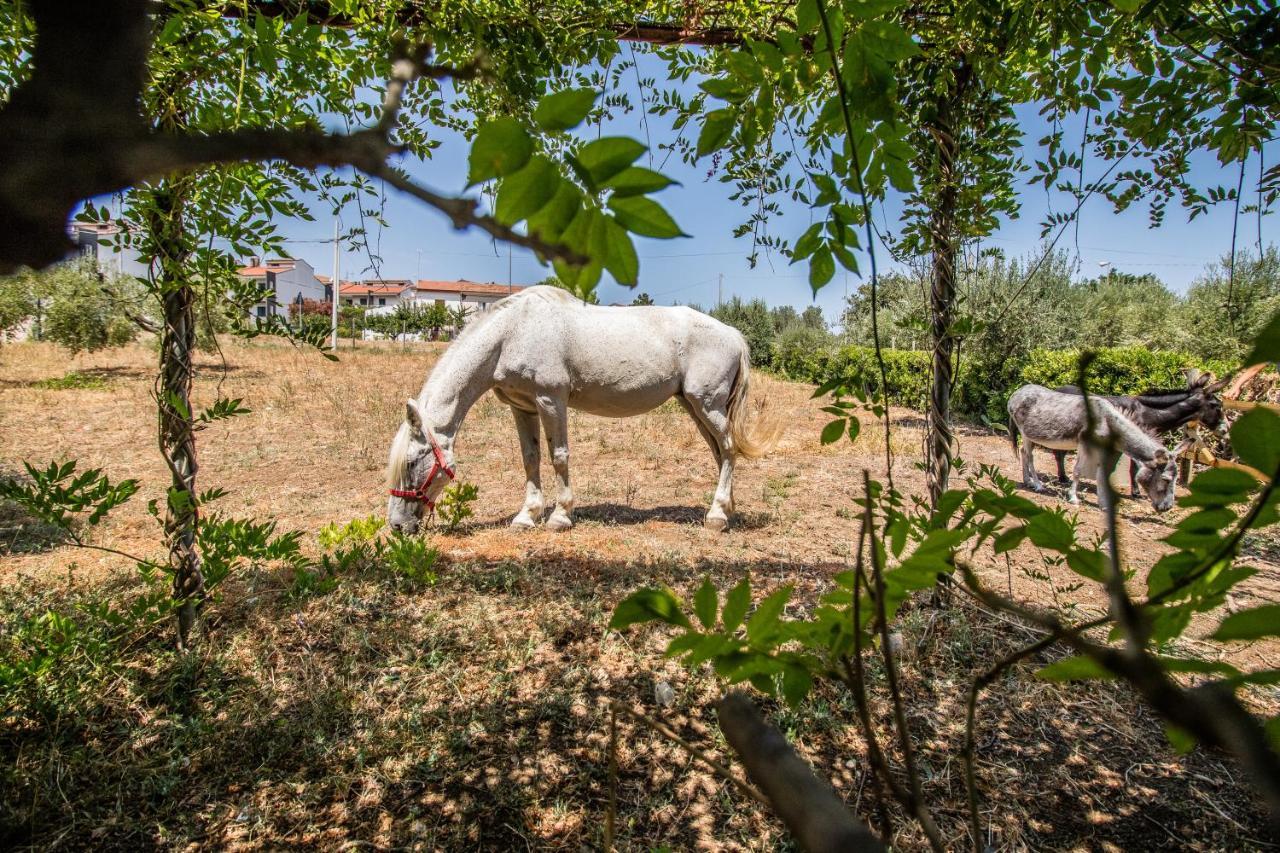 Il Gallo Con Gli Stivali Térmoli Exterior foto