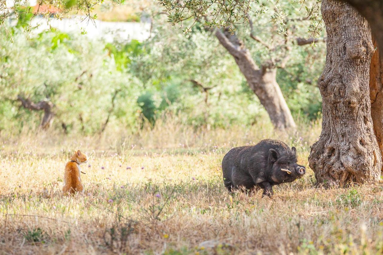 Il Gallo Con Gli Stivali Térmoli Exterior foto